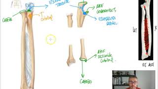 OSTEOLOGIA 5  Miembro superior [upl. by Annadiane911]