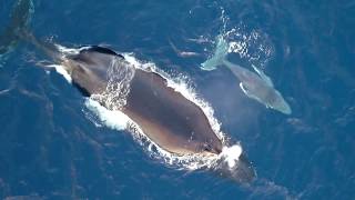 Les baleines vues du ciel en drone [upl. by Needan]