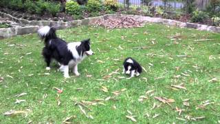 Cutest Border Collie puppy playing ever [upl. by Karlee]