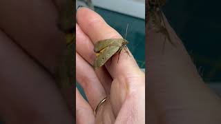 The lesser yellow underwing moth My cocoon turned into a butterfly moth insects butterfly [upl. by Nuahsyd]