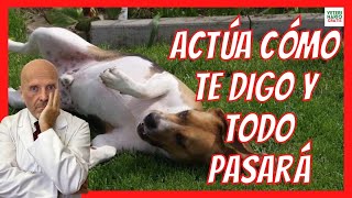 🚨 ¿QUÉ HACER SI MI PERRO TIENE CONVULSIONES Y BABEA 🚨 EPILEPSIA EN PERROS [upl. by Inalawi31]