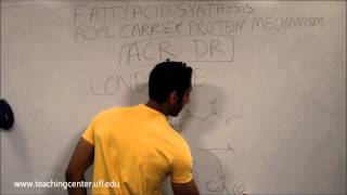 Fatty Acid Synthesis [upl. by Imogen]