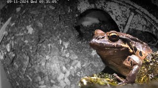 Mountain chicken frogs at Nordens Ark guarding their foam nest [upl. by Demona]