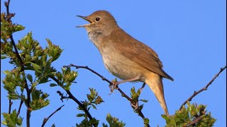 Ultimate Nightingale Birdsong For 4 Hours Of Relaxation [upl. by Rita990]