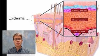 Integumentary System [upl. by Connie]