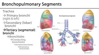 Lungs and Ventilation Pathway LO3  Tracheobronchial Tree [upl. by Emlynn145]