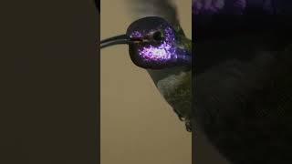 Singing nightingales  the best birds song birds shots [upl. by Millur]