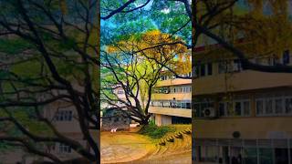 Faculty of Medicine University of Kaleniya 😍🥼🩺 medicine mbbsmotivation [upl. by Hadrian523]