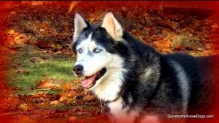 How to Protect your Dogs Feet FAN FRIDAY 80  Siberian Husky [upl. by Crawley]