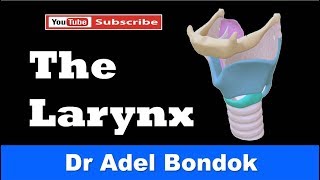 Anatomy of the Larynx Cartilages Membranes Cavity Muscles Nerve amp Blood Supply Dr Adel Bondok [upl. by Ydniw]