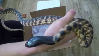 Unboxing of 2 BlackHeaded Pythons [upl. by Pascal149]