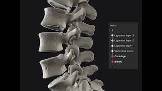 Biomechanics of the Spine App  Layers [upl. by Aeriela]