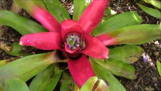 Bromeliad Impressions Planta Brutt Video 7 [upl. by Ogir]