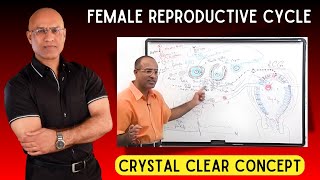 Female Reproductive Cycle  Menstrual Cycle  Hormones [upl. by Akihsar]