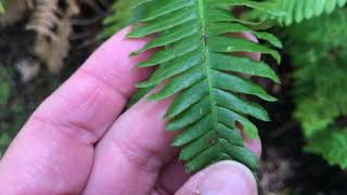 Sword fern and deer fern 2 [upl. by Annaierb386]