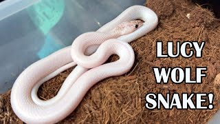 UNIQUE PIEDS LUCY WOLF SNAKE [upl. by Laufer]