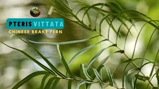 Pteris Vittata [upl. by Florentia]