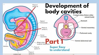 Development of body cavities  Thoracic Cavity Development  Embryology of body cavities  Easiest [upl. by Gardener788]