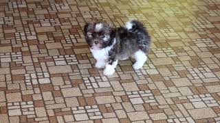 Havanese Puppy For Sale [upl. by Ioves]