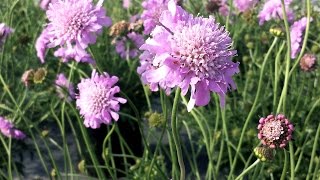 Best Perennials for Sun  Scabiosa Pink Mist Pincushion Flower [upl. by Vittoria]