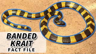 Banded Krait facts the BLACK AND YELLOW Krait 🐍  Animal Fact Files [upl. by Loss456]