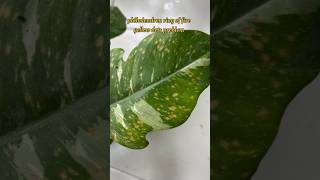 The Ultimate Guide to Philodendron Ring of Fire Care [upl. by Burhans621]