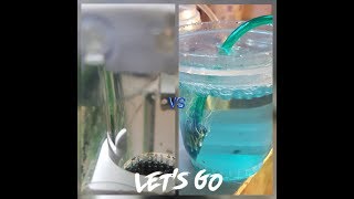 Egg Tumbler VS Methylene Blue [upl. by Peoples324]