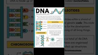 deoxyribonucleic acidDNA details 🙏viralvideo basic [upl. by Temirf124]