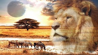 The Lion Sleeps Tonight ღ Ladysmith Black Mambazo ღ View in 720p HD [upl. by Erreit78]