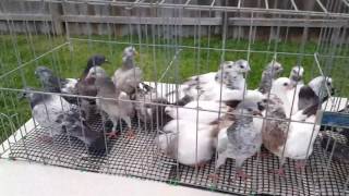 2017 Tippler pigeons for sale 40 a pair [upl. by Basham]