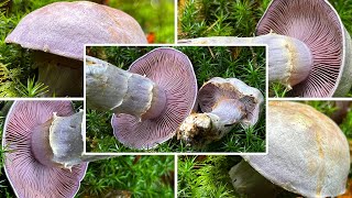 Bocksdickfuß oder Rötelritterling Ziegendickfuß ZiegenbockDickfuß Cortinarius camphoratus [upl. by Skippie]