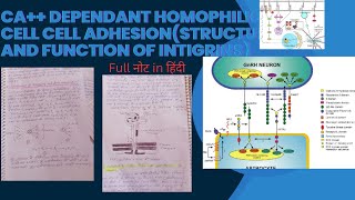 Ca dependant homophilic cell cell adhesion structure and function of intigrins msc zoology [upl. by Leonhard]