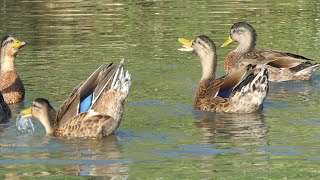 Mallard drakes call whistle pose and flick water to attract females [upl. by Lull]