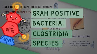 Gram Positive Bacteria Clostridia species [upl. by Karoly]