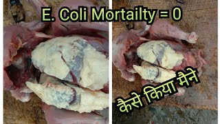 EColi Escherichia Coli in Chicken Poultry ll ब्रायलर पोल्ट्री मुर्गी के चूज़ो में ईकोलाई [upl. by Ayeki605]