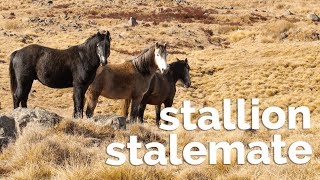 Stallion Stalemate the Story of Australia’s Heritage Horses [upl. by Annek]