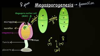 Megasporogenesis  Sexual reproduction in flowering plants  Biology  Khan Academy [upl. by Akimik]