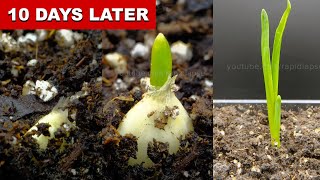 INCREDIBLE Garlic Growth 10 Days Time Lapse [upl. by Arlyn]