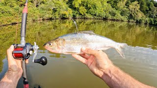 4 Hours of RAW and UNCUT Kayak Catfishing on the Tennessee River [upl. by Caryl]