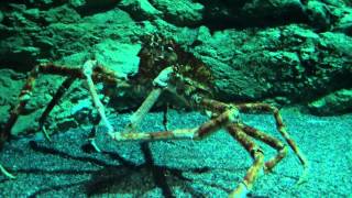 Японский крабпаук Japanese spider crab [upl. by Scarito717]