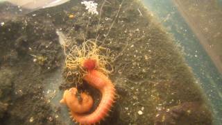 Crazy Spaghetti Worm feeding with tentacles [upl. by Bora]