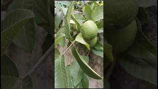 Tailor bird nest birdnest gardening birdlove homegarden tailorbird birdsound birdwatching [upl. by Carce]