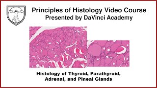 Histology of Thyroid Parathyroid Adrenal and Pineal Glands Endocrine Histology 2 of 2 [upl. by Tebasile]