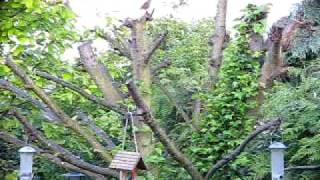 Dawn chorus  bird songs in Spring ♪♫  British Birds UK  wildlife videos [upl. by Robet]