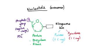 61 Nucleic Acids and Nucleotides Cambridge AS amp A Level Biology 9700 [upl. by Bala7]