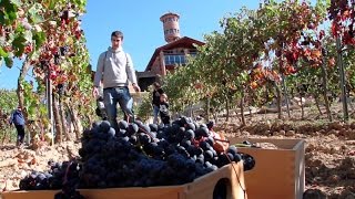 Cómo hacer vino en casa  Vendimia en familia [upl. by Neenaj]