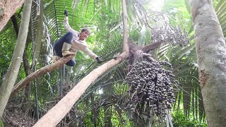 Process of producing wine from wild coconut tree trunks Primitive way of making wine [upl. by Enilraep328]