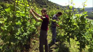 WACHAU  Land am Strome  Valley of Golden Magic [upl. by Robinet]