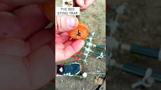 THE BEE STING TRAP trapping trap survival survivaljungletrap metaldetecting trapmaking [upl. by Fasto]