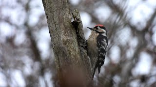 Lesser Spotted Woodpecker Derbyshire 17022019 [upl. by Irpac999]